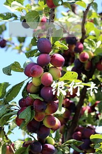 银行卡转错逾期还款 银行卡转错逾期还款