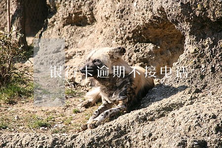 银行卡逾期不接电话 银行卡逾期不接电话