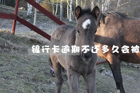 银行卡逾期不还多久会被立案 银行卡逾期不还多久会被立案
