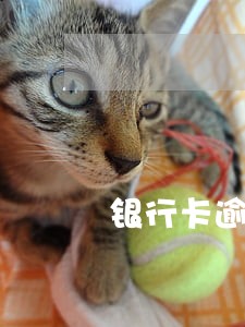 银行卡逾期会不会扣社保卡钱 银行卡逾期会不会扣社保卡钱