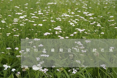 银行卡逾期会让一起还清吗 银行卡逾期会让一起还清吗