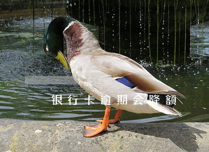 银行卡逾期会降额 银行卡逾期会降额