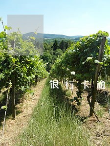 银行卡逾期去哪办理信用卡