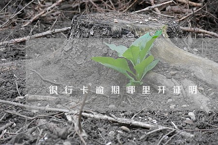 银行卡逾期哪里开证明