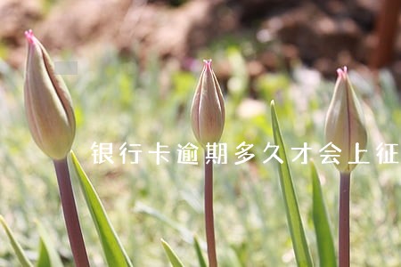 银行卡逾期多久才会上征信 银行卡逾期多久才会上征信