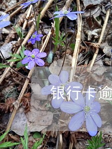 银行卡逾期审核截图 银行卡逾期审核截图