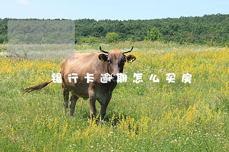 银行卡逾期怎么买房 银行卡逾期怎么买房