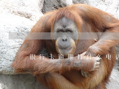 银行卡逾期打什么电话协商 银行卡逾期打什么电话协商