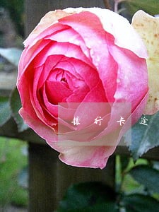 银行卡逾期找中介能贷款吗 银行卡逾期找中介能贷款吗