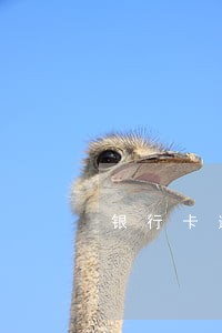 银行卡逾期每月还一点可以吗
