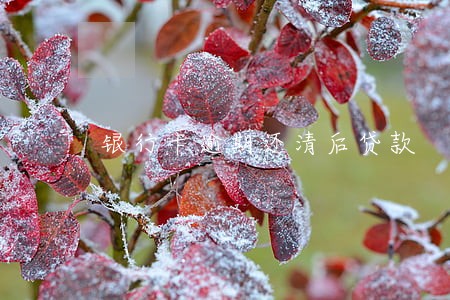 银行卡逾期还清后贷款 银行卡逾期还清后贷款