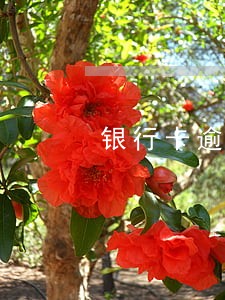 银行卡逾期银行打电话 银行卡逾期银行打电话