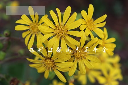 银行口头说只还本金 银行口头说只还本金