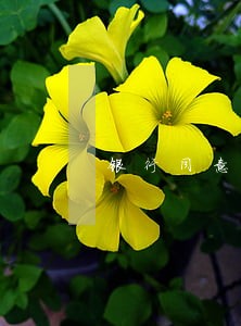 银行同意消除信用卡逾期 银行同意消除信用卡逾期