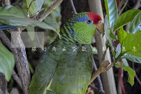 银行商业贷款逾期利息怎么算 银行商业贷款逾期利息怎么算