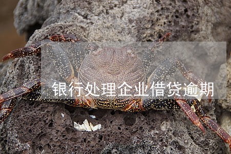 银行处理企业借贷逾期 银行处理企业借贷逾期