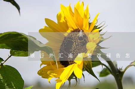 银行外汇逾期整改报告怎么写 银行外汇逾期整改报告怎么写