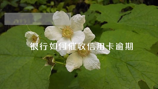 银行如何催收信用卡逾期 银行如何催收信用卡逾期