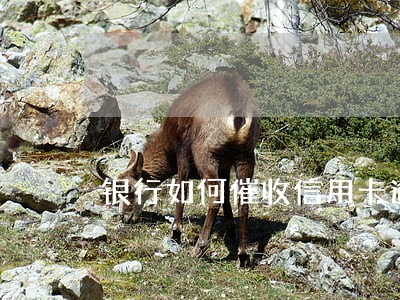 银行如何催收信用卡逾期欠款 银行如何催收信用卡逾期欠款