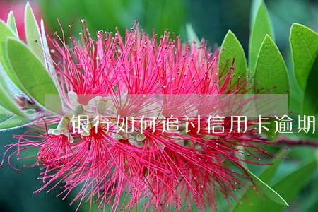 银行如何追讨信用卡逾期 银行如何追讨信用卡逾期