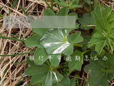 银行年审逾期怎么办 银行年审逾期怎么办