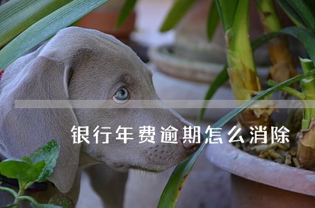 银行年费逾期怎么消除 银行年费逾期怎么消除