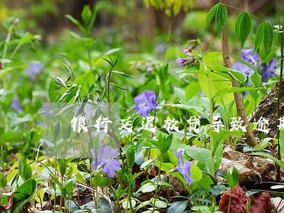 银行延迟放贷导致逾期还款 银行延迟放贷导致逾期还款