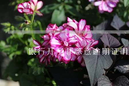银行开了非恶意逾期证明 银行开了非恶意逾期证明