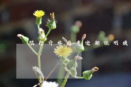 银行开非恶意逾期证明模板制作 银行开非恶意逾期证明模板制作
