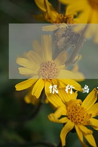 银行当前逾期证明模板 银行当前逾期证明模板