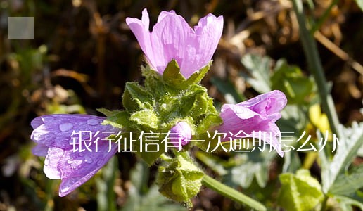银行征信有一次逾期怎么办 银行征信有一次逾期怎么办