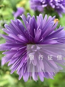 银行征信贷款逾期次数 银行征信贷款逾期次数