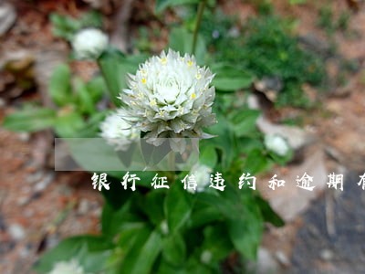 银行征信违约和逾期有什么区别 银行征信违约和逾期有什么区别
