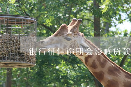 银行征信逾期会影响贷款吗 银行征信逾期会影响贷款吗