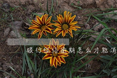 银行征信逾期怎么才能消除 银行征信逾期怎么才能消除