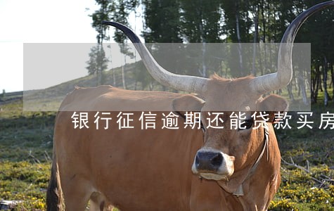 银行征信逾期还能贷款买房