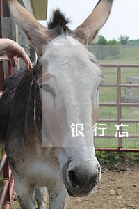 银行忘了付利息后一天还算逾期吗 银行忘了付利息后一天还算逾期吗