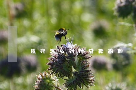 银行怎么对付贷款逾期 银行怎么对付贷款逾期