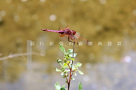 银行房贷有逾期再贷款