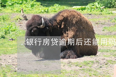 银行房贷逾期后还能用吗 银行房贷逾期后还能用吗