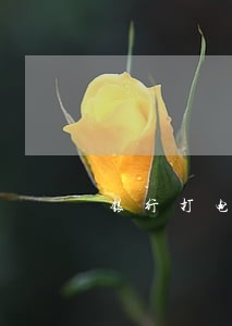 银行打电话只让还本金不还利息 银行打电话只让还本金不还利息