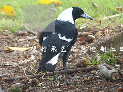 银行承兑汇票逾期托收 银行承兑汇票逾期托收