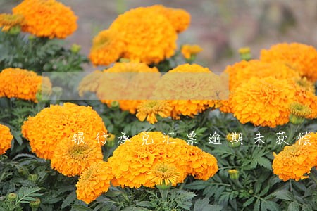 银行承兑汇票逾期未获偿付 银行承兑汇票逾期未获偿付