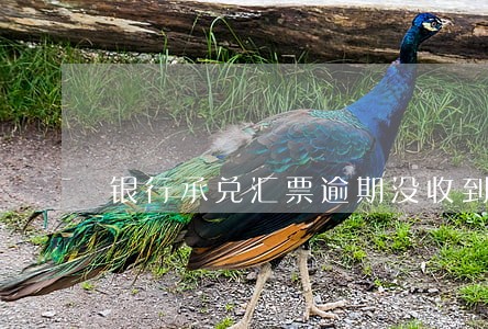 银行承兑汇票逾期没收到钱 银行承兑汇票逾期没收到钱