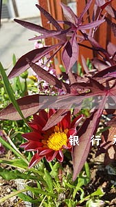 银行承兑逾期证明格式 银行承兑逾期证明格式