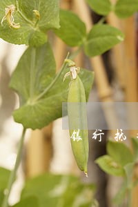 银行抵押逾期 银行抵押逾期