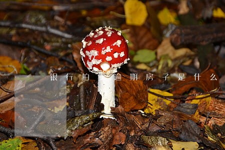 银行拍卖逾期房子是什么流程 银行拍卖逾期房子是什么流程