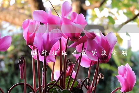 银行挂账导致贷款逾期 银行挂账导致贷款逾期