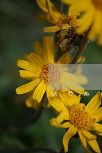银行撤销逾期流程