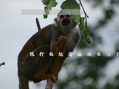 银行放款违法担保人不承担责任 银行放款违法担保人不承担责任